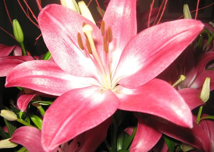 Alojamento de Acomodação e Pequeno-almoço Nelly Lonigo